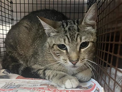 HONDO, Adult Domestic Short Hair (medium coat), cat for adoption in League City, Texas