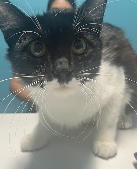 NEGRA, Young Domestic Long Hair (medium coat), cat for adoption in League City, Texas