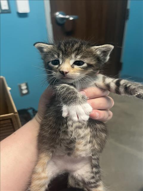 A656222, Baby Domestic Short Hair (medium coat), cat for adoption in League City, Texas