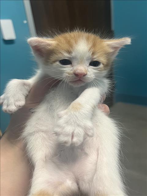 A656223, Baby Domestic Short Hair (medium coat), cat for adoption in League City, Texas