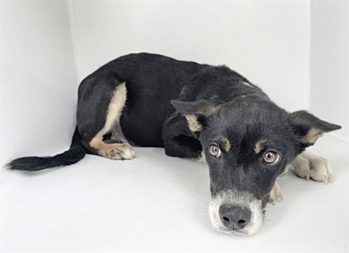A656236, an adoptable Australian Kelpie in Houston, TX