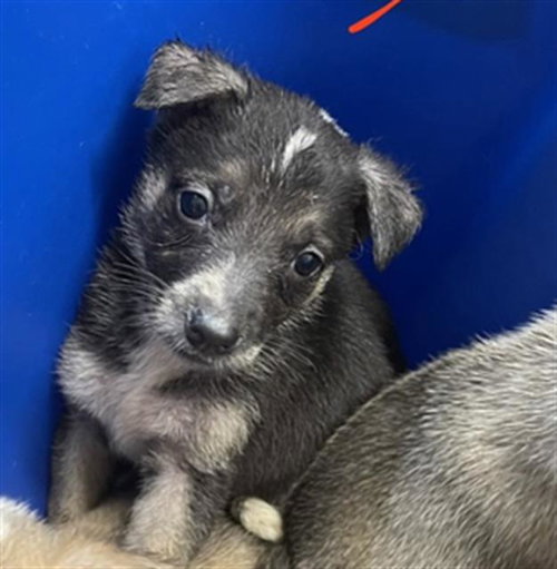 A656239 - Siberian Husky available for adoption