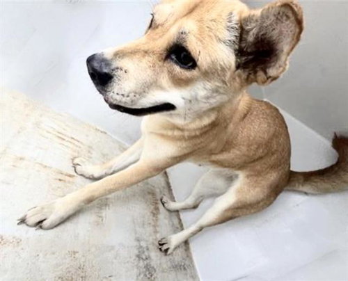 A656283, an adoptable Chow Chow in Houston, TX