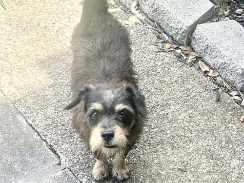 A656151, an adoptable Cairn Terrier in Houston, TX