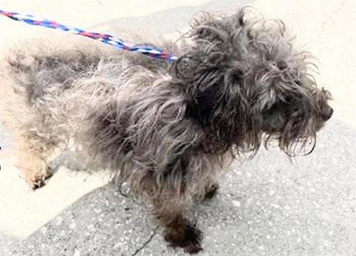 A656310, an adoptable Miniature Schnauzer in Houston, TX