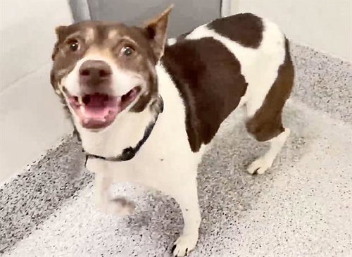 LEIA, an adoptable German Shorthaired Pointer in Houston, TX