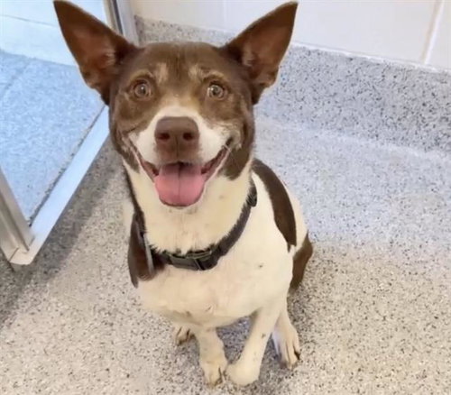 LEIA, an adoptable German Shorthaired Pointer in Houston, TX