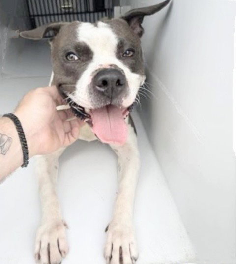 A656344, an adoptable Pit Bull Terrier in Houston, TX