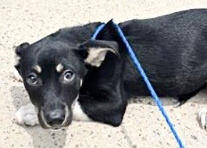 A656355, an adoptable Australian Kelpie in Houston, TX