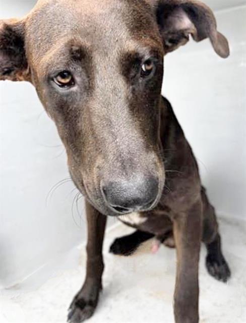 A656398, an adoptable Doberman Pinscher in Houston, TX