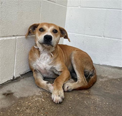 A656404, an adoptable Rhodesian Ridgeback in Houston, TX