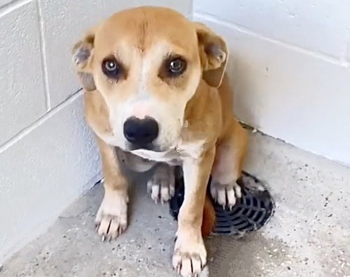 A656404, an adoptable Rhodesian Ridgeback in Houston, TX