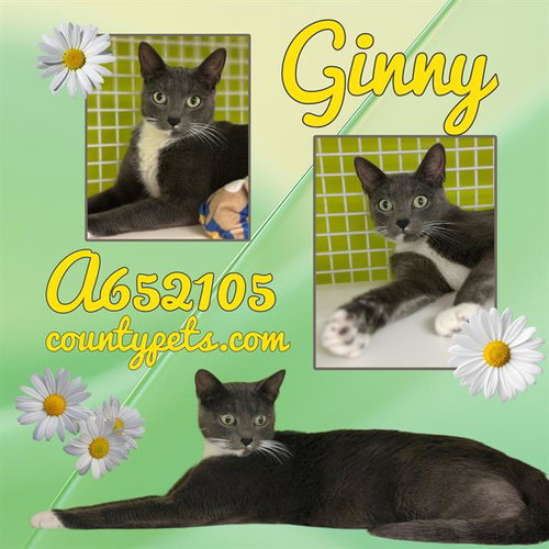 GINNY, Adult Domestic Short Hair (medium coat), cat for adoption in League City, Texas