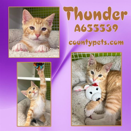 THUNDER