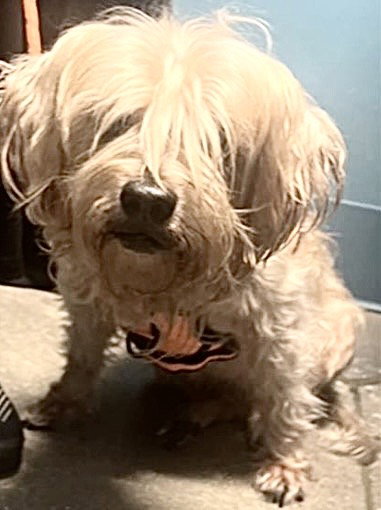 MISTER WINTER, an adoptable Cairn Terrier in Houston, TX