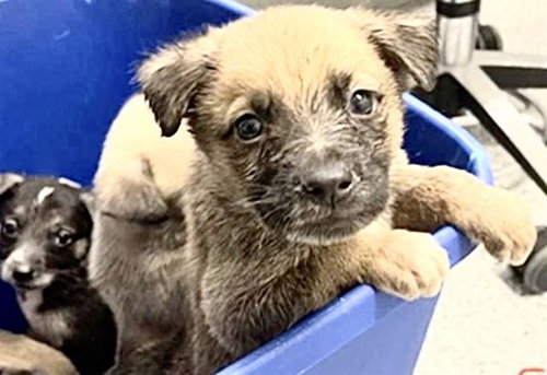 A656570 - German Shepherd Dog / Labrador Retriever available for adoption