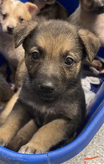 A656571 - German Shepherd Dog / Labrador Retriever available for adoption