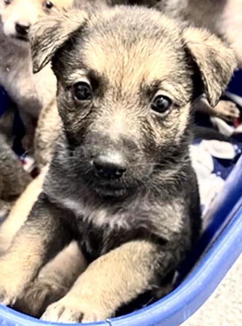 A656571, an adoptable German Shepherd Dog in Houston, TX