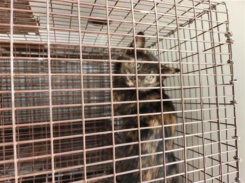 CHICKY, Baby Domestic Short Hair / Mixed (medium coat), cat for adoption in League City, Texas