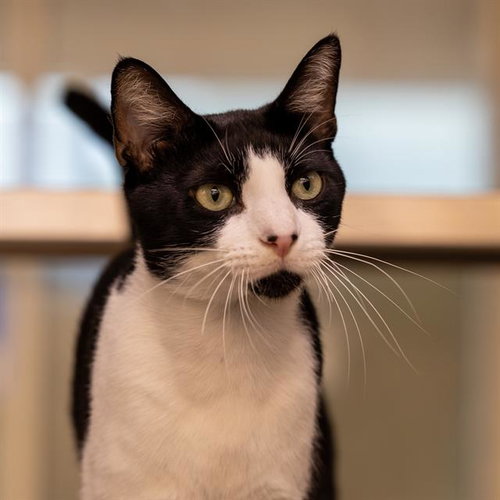 JUDE CLAW, Adult Domestic Short Hair / Mixed (medium coat), cat for adoption in League City, Texas