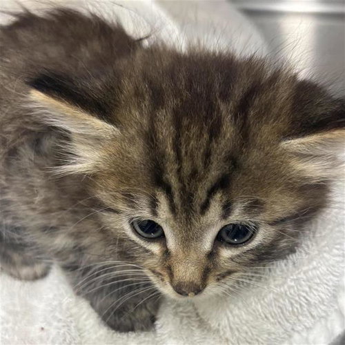 10, Baby Domestic Short Hair (medium coat), cat for adoption in League City, Texas