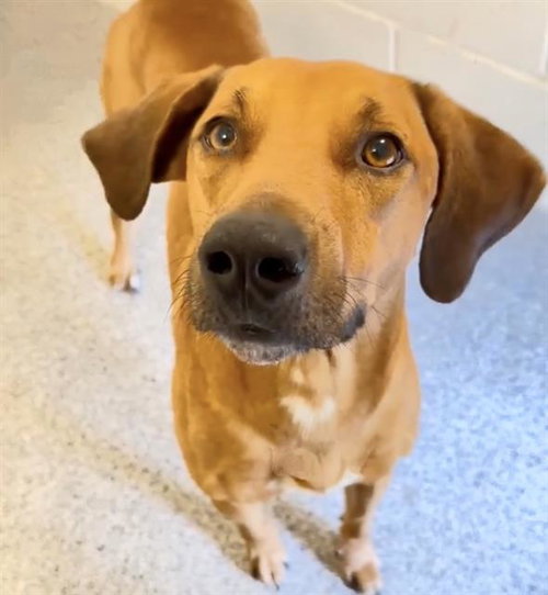 JOSIAH, an adoptable Redbone Coonhound in Houston, TX