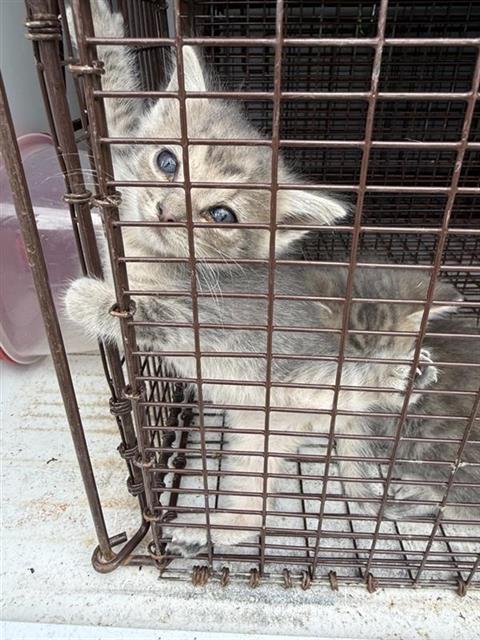 A656652, Baby Domestic Short Hair (short coat), cat for adoption in League City, Texas