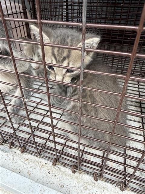 A656655, Baby Domestic Short Hair (short coat), cat for adoption in League City, Texas