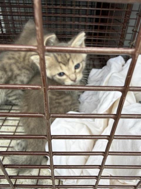 A656656, Baby Domestic Short Hair (short coat), cat for adoption in League City, Texas