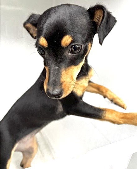 A656715, an adoptable Miniature Pinscher in Houston, TX
