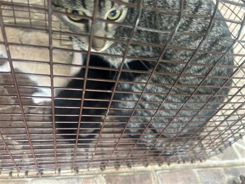 A656722, Young Domestic Short Hair (short coat), cat for adoption in League City, Texas