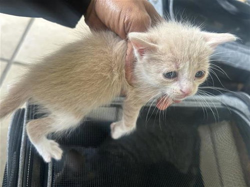 A656723, Baby Domestic Short Hair (short coat), cat for adoption in League City, Texas