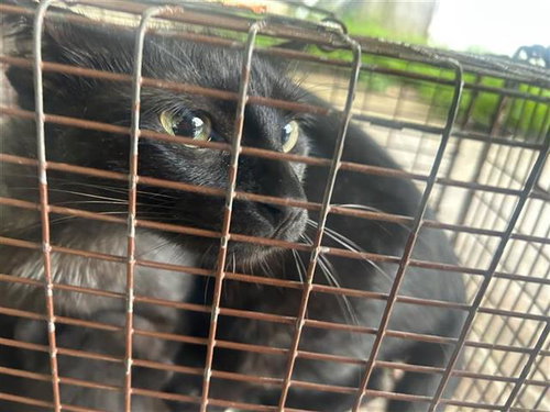 A656726, Young Domestic Short Hair (short coat), cat for adoption in League City, Texas
