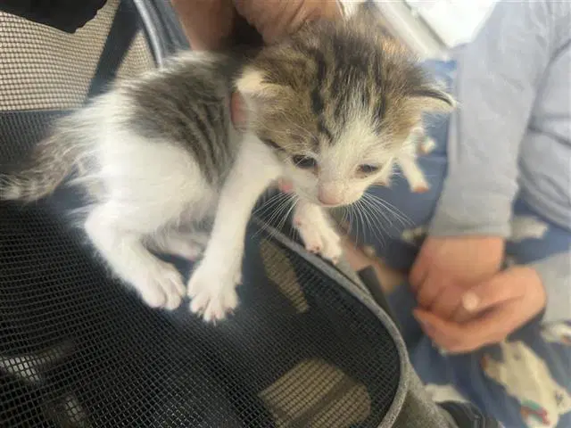 Monty - Domestic Short Hair
