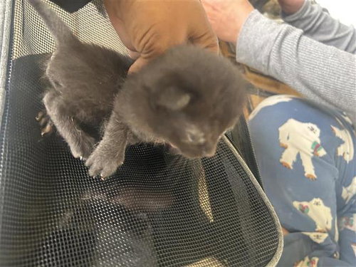 A656729, Baby Domestic Short Hair (short coat), cat for adoption in League City, Texas