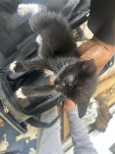 A656732, Baby Domestic Medium Hair (short coat), cat for adoption in League City, Texas