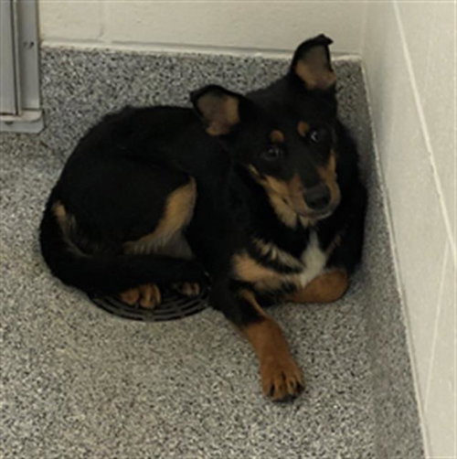 NENA - Labrador Retriever available for adoption