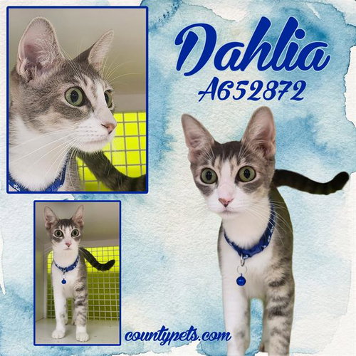 DAHLIA, Adult Domestic Short Hair (short coat), cat for adoption in League City, Texas