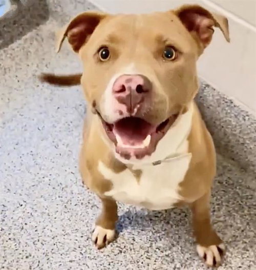 NICOLE, an adoptable Pit Bull Terrier in Houston, TX