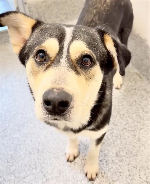 MEMPHIS, an adoptable Siberian Husky in Houston, TX