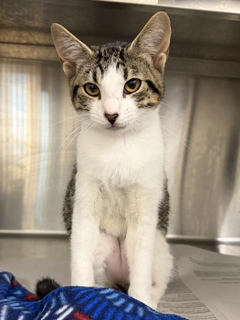 KIWI, Baby Domestic Short Hair (medium coat), cat for adoption in League City, Texas