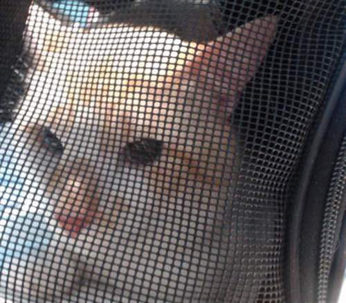 CHARLIE