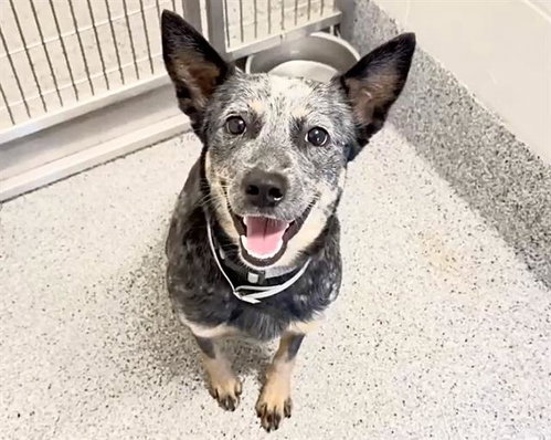 ELLIE, an adoptable Australian Cattle Dog in Houston, TX