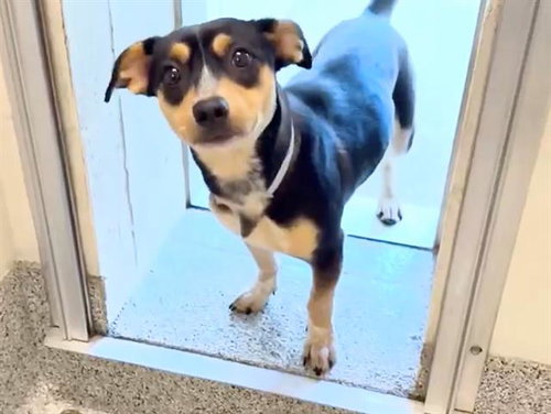 SIMONE, an adoptable Dachshund in Houston, TX