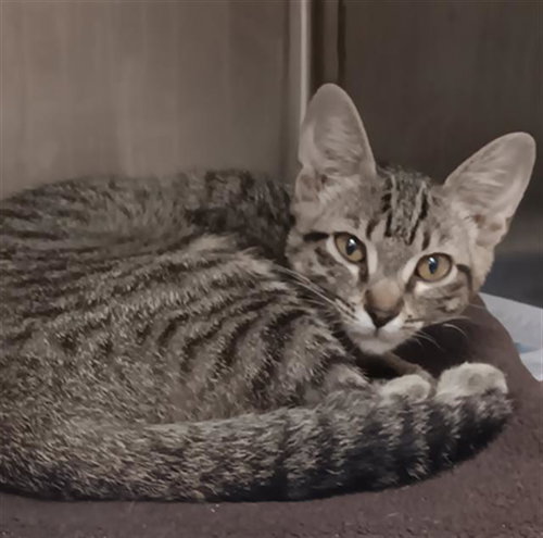 A655396, Baby Domestic Short Hair (medium coat), cat for adoption in League City, Texas
