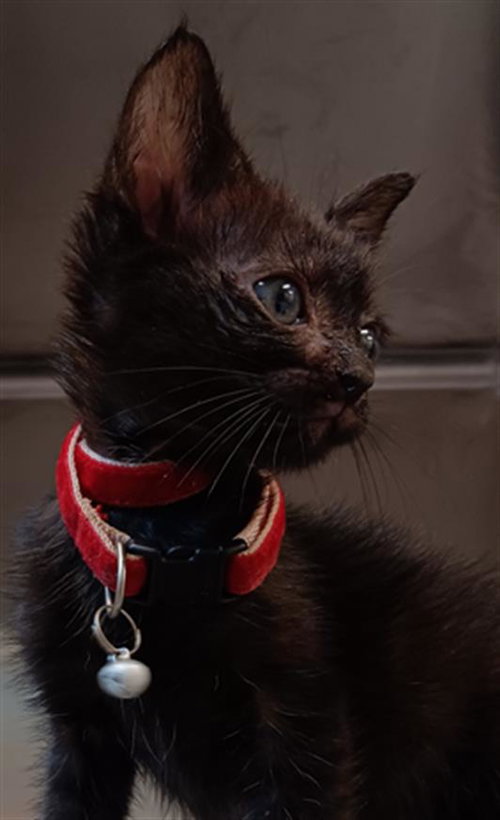 HUEY