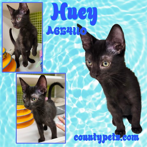 HUEY, Baby Domestic Short Hair (medium coat), cat for adoption in League City, Texas