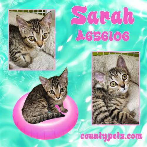 SARAH, Baby Domestic Short Hair (medium coat), cat for adoption in League City, Texas