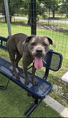 KIARA, an adoptable Cane Corso Mastiff in Houston, TX