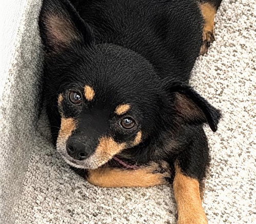 LUNA - Chihuahua available for adoption